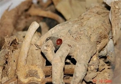 The pure bodies of 12 martyrs were discovered in the mid-Shaban Celebration The pure bodies of 12 martyrs were discovered in the mid-Shaban Celebration